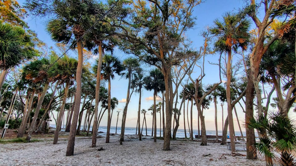 A beach with tall palm trees and a view of the ocean.