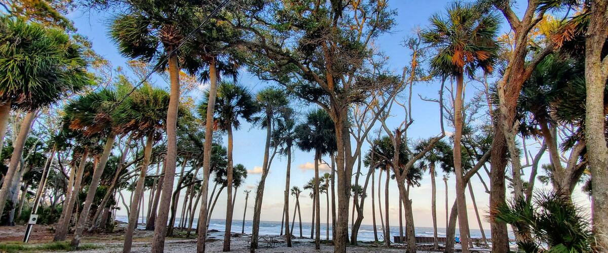A beach with tall palm trees and a view of the ocean.