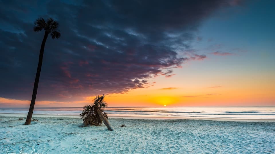 A beach at sunset with a palm tree and a palm frond on the sand.