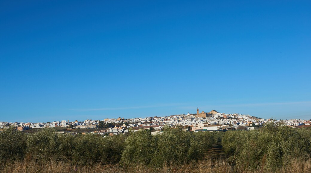 Montilla