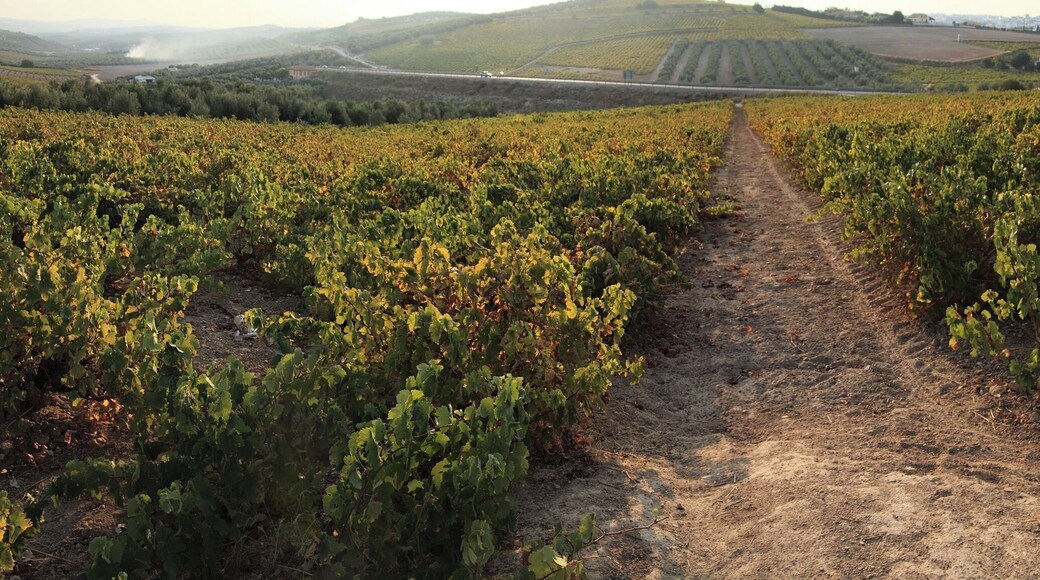 Vinyard in Montilla
