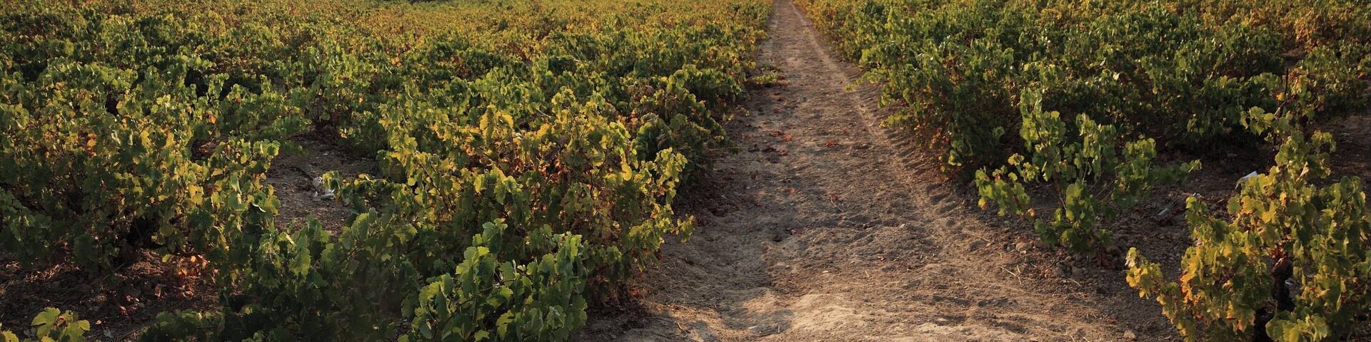 Vinyard in Montilla