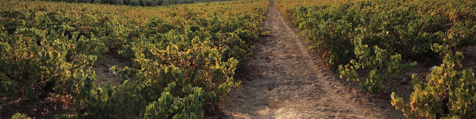 Vinyard in Montilla