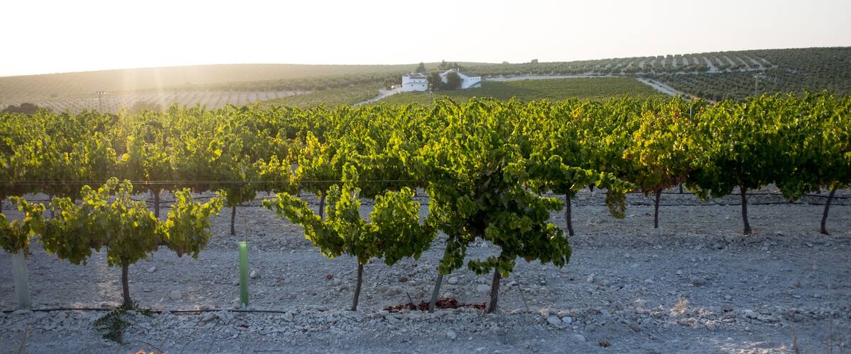 A vineyard with rows of grapevines and a building in the background.