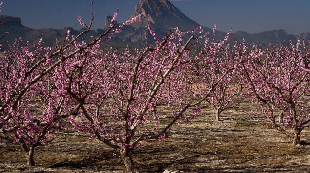 Taken from the roadside. But could be improved at sunrise as the light would hit the mountain in the background!!