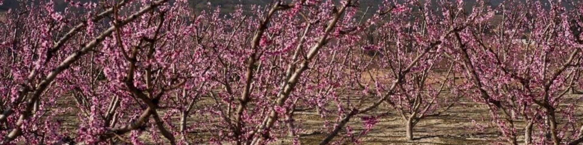 Taken from the roadside. But could be improved at sunrise as the light would hit the mountain in the background!!
