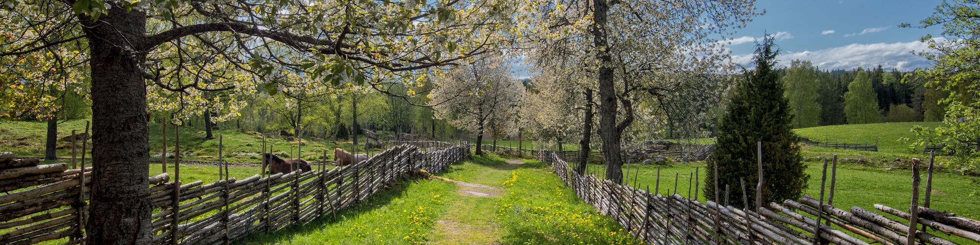 Springtime in Sweden - a sunny day in Småland in early May