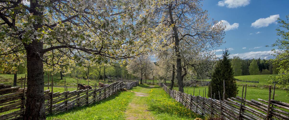 A rural path flanked by wooden fences and blooming trees.
