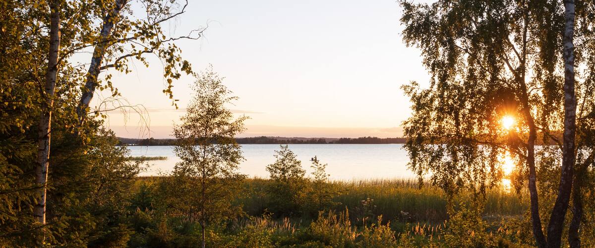 A sunset over a lake surrounded by dense forest and tall grasses.