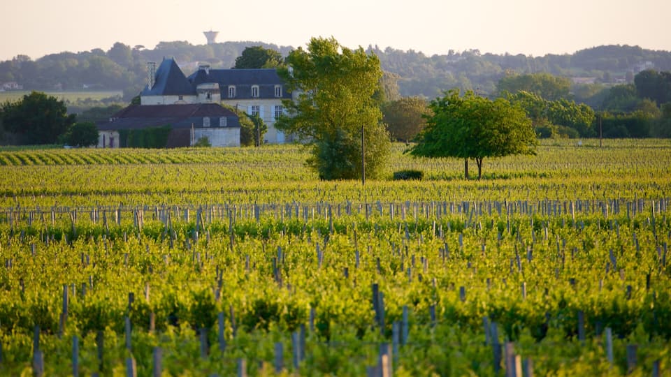 A vineyard with rows of grapevines, a large house, and trees in the background.