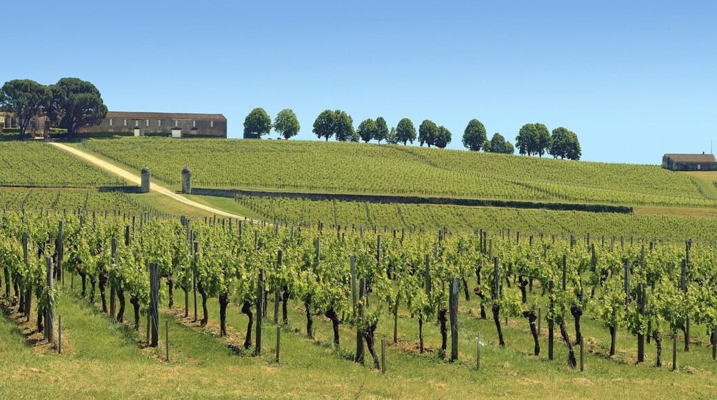 Vallonnements de vignobles aux printemps dans le bordelais.