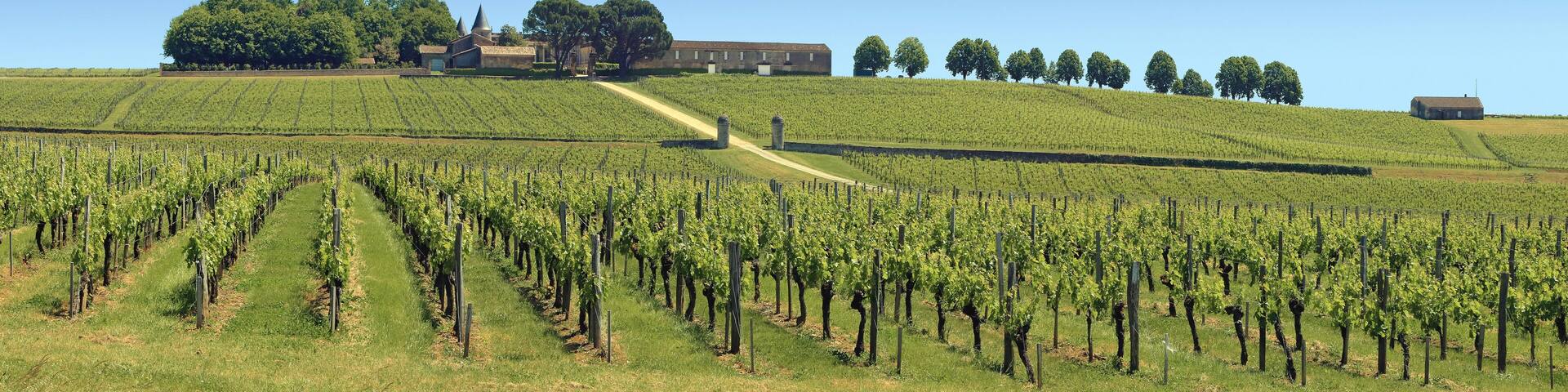 Vallonnements de vignobles aux printemps dans le bordelais.