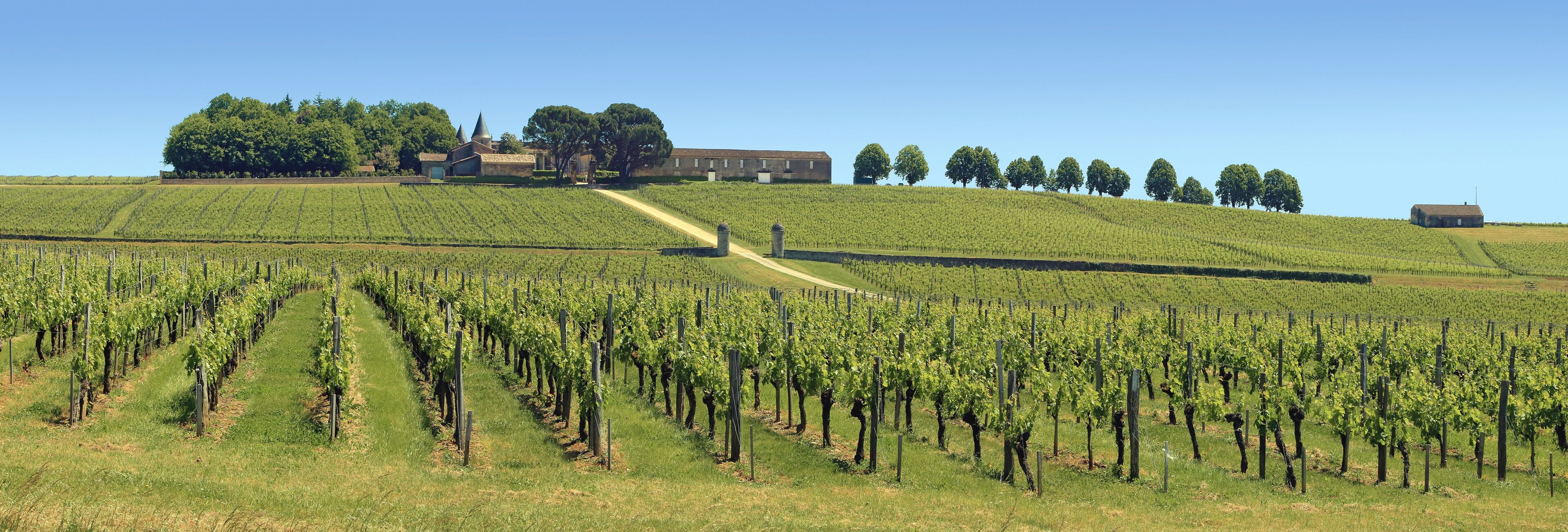 A vineyard with rows of grapevines, a dirt path, and a building on a hill.