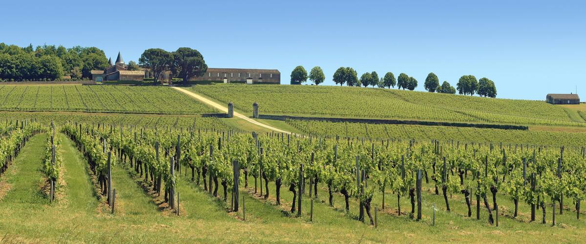 A vineyard with rows of grapevines, a dirt path, and a building on a hill.