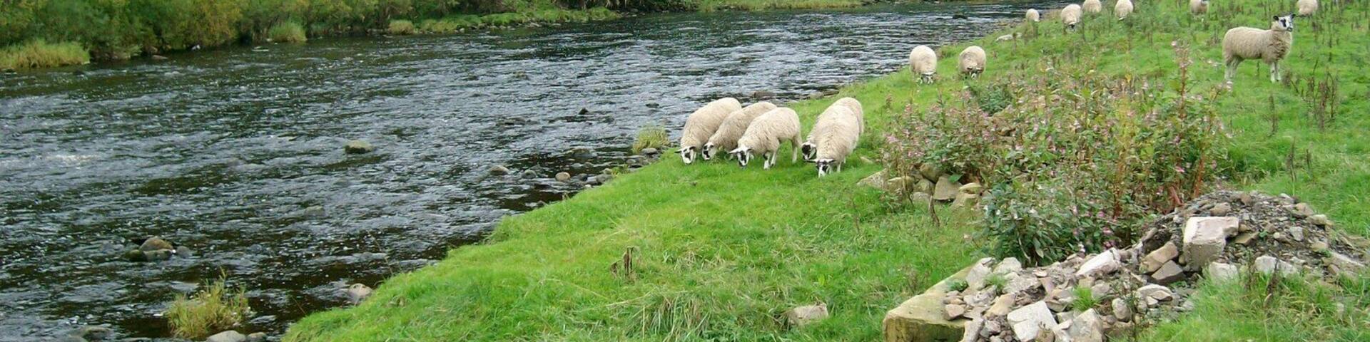 River Ure just above Yorebridge