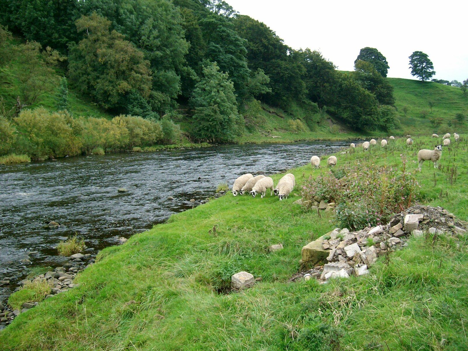 A river with sheep grazing on the banks.