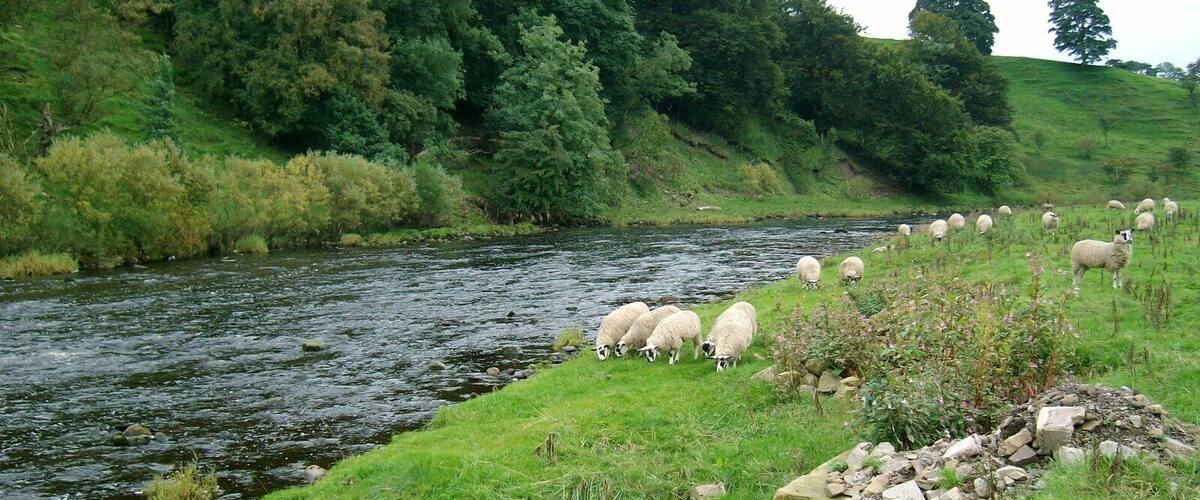 A river with sheep grazing on the banks.