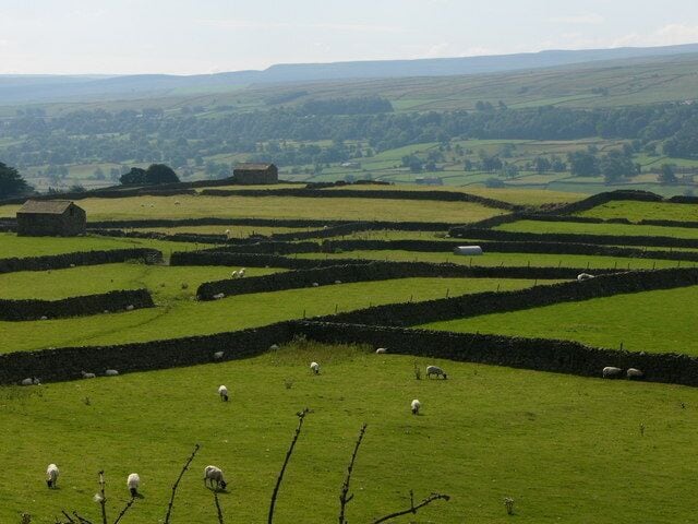 A green field with sheep grazing, surrounded by stone walls and a distant view of hills.