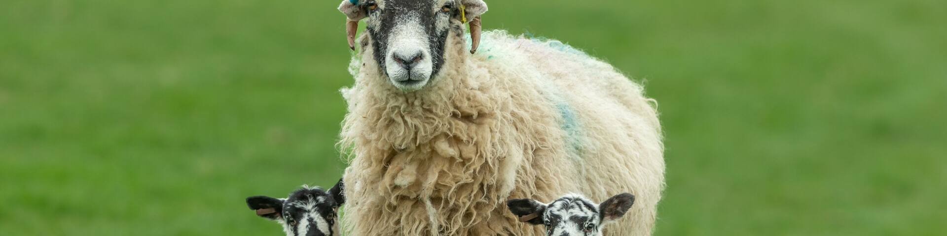 Swaledale ewe with her two young Swaledale mule lambs in early Springtime. Facing forward in green meadow, Yorkshire Dales, UK. Close up. Clean background. Horizontal. Space for copy.