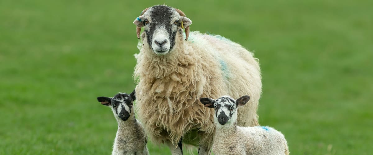 A sheep with two lambs in a grassy field.