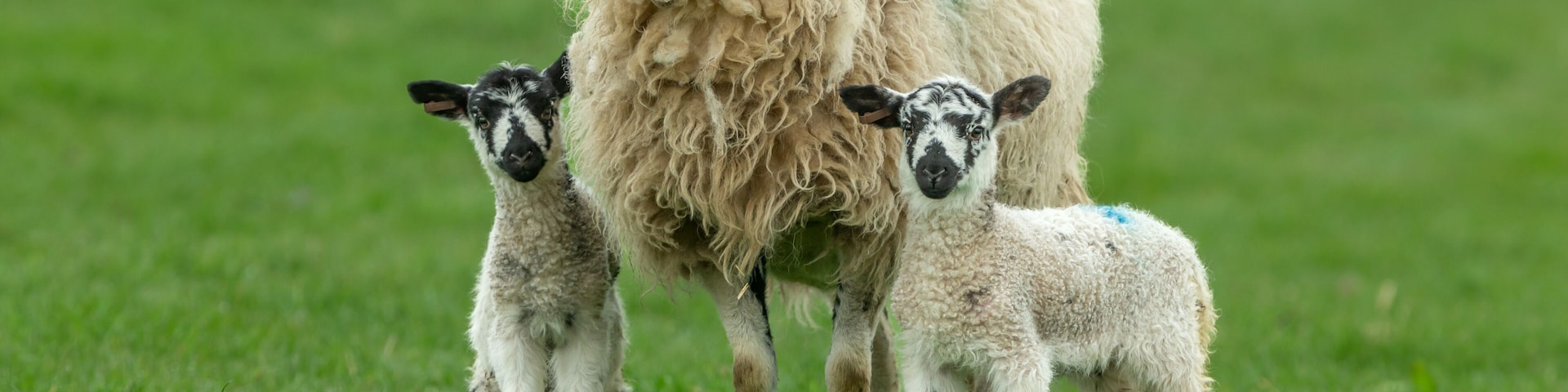A sheep with two lambs in a grassy field.