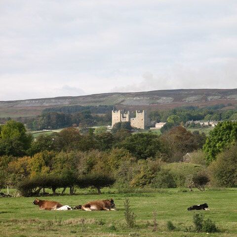 Cattle and Castle Contented cattle in pastureland at Redmire. Bolton Castle in the distance.