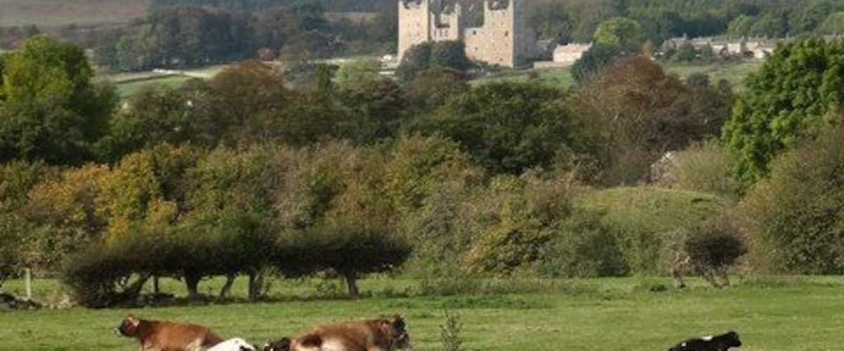 Cattle and Castle Contented cattle in pastureland at Redmire. Bolton Castle in the distance.