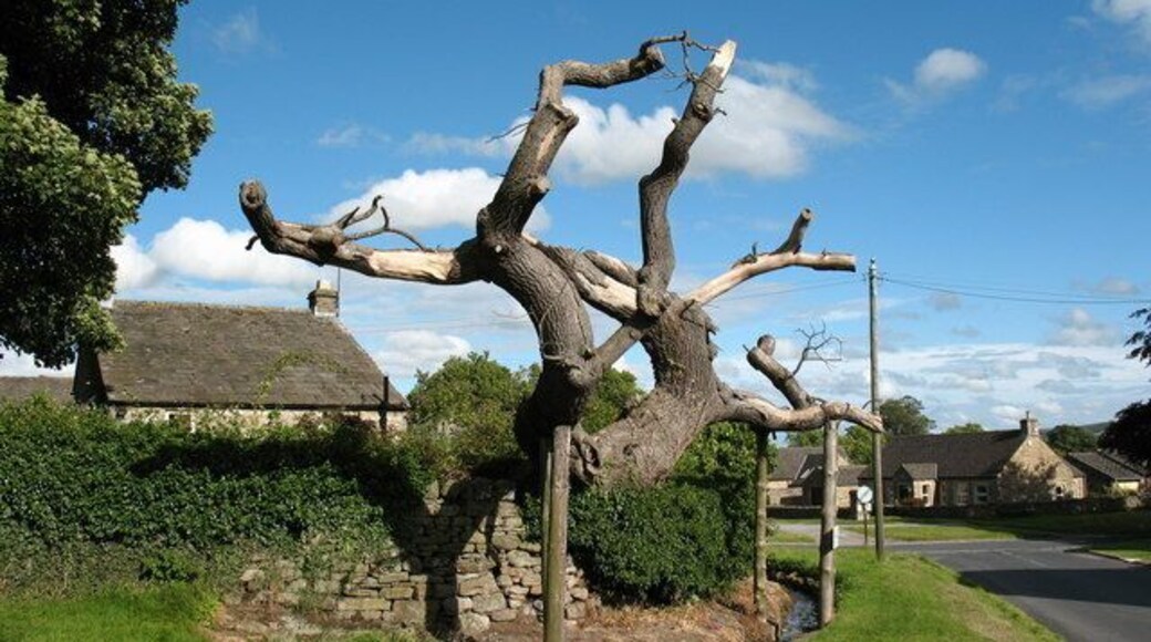 The Redmire Ash This ancient tree has stood on Redmire Green for centuries, but now it appears to be in its death throes as there is no sign of greenery.