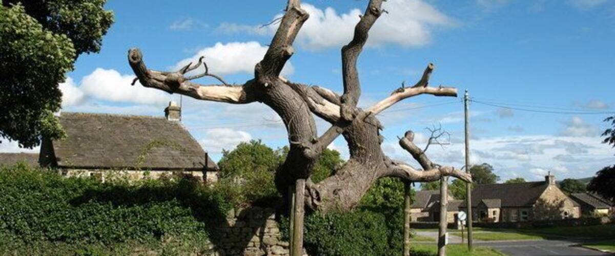 A large, gnarled tree with multiple branches in a rural setting.
