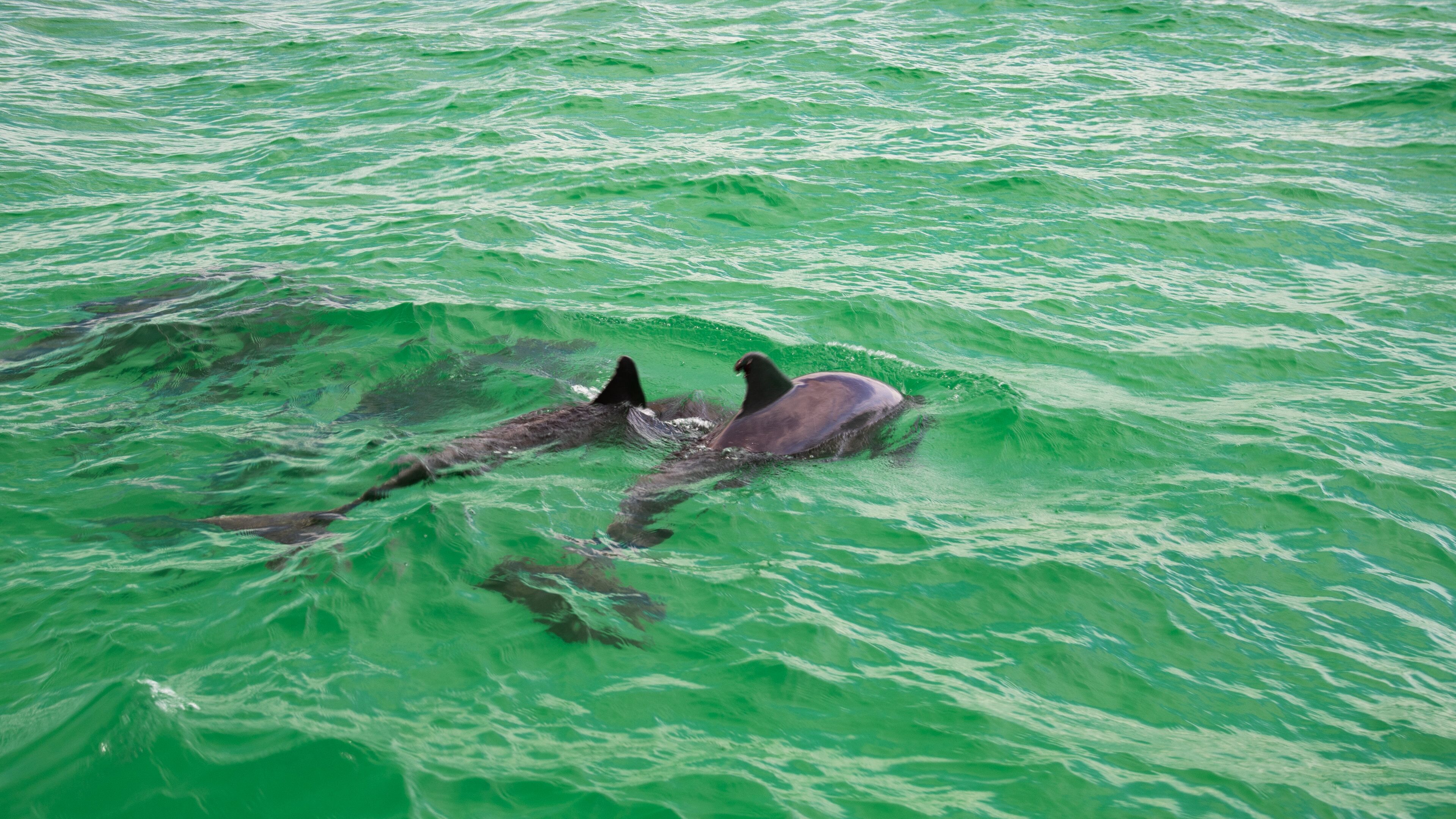 Panama City featuring marine life and general coastal views
