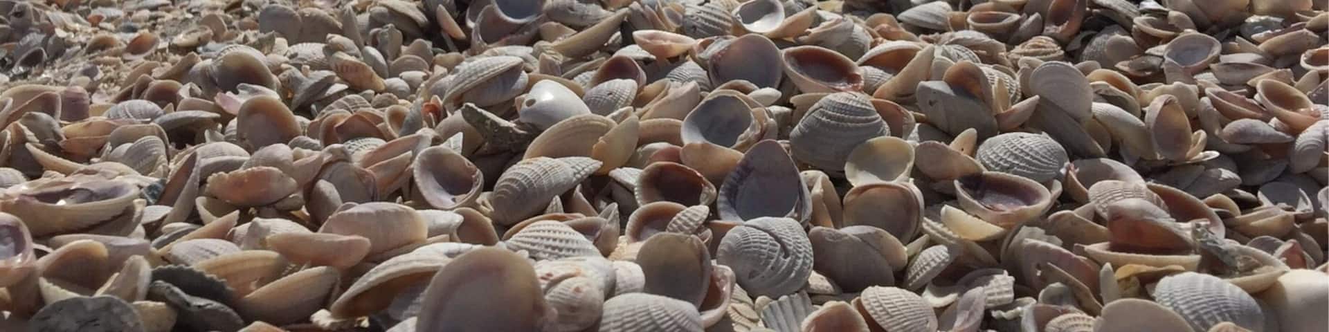 This is a quite little beach on Tyndall Airforce Base property. When you get into Mexico Beach Florida you will have to ask directions. A long winding road will take you through tall pines and palm trees , there is a small parking lot and a. Porta potty. Make sure you take water, sunscreen and your camera. So peaceful and so many shells.