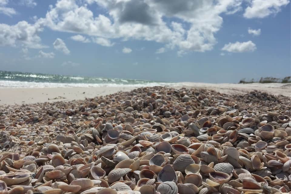 A beach with a large collection of seashells and a clear sky with clouds.