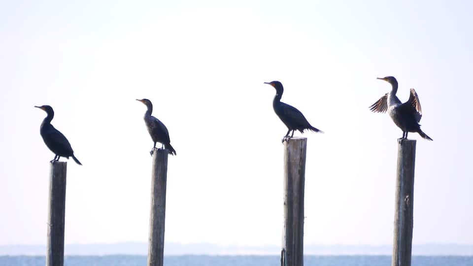 There is always one wise guy in the crowd. Never fails!