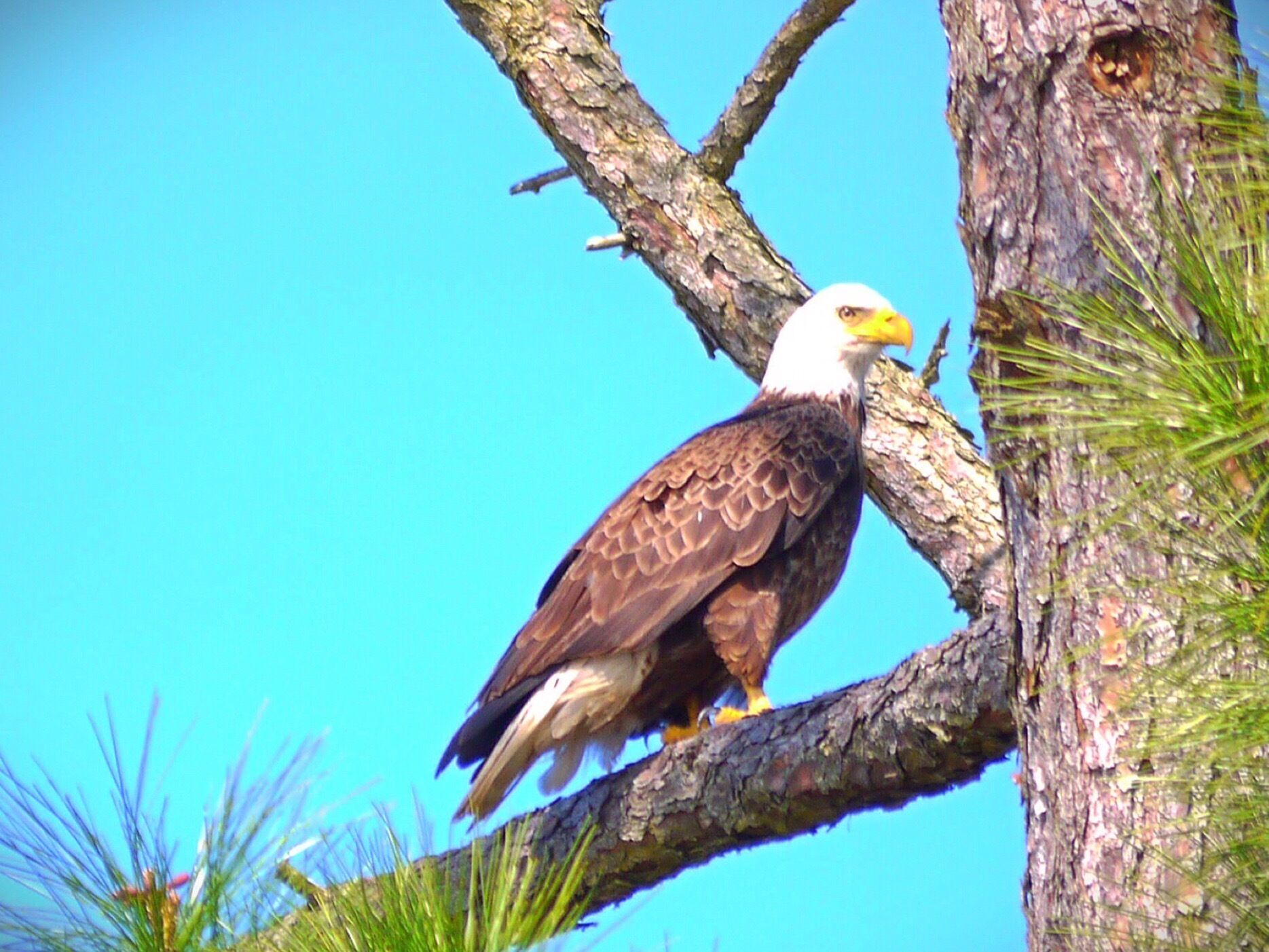 Bald Eagle in Pensacola Bay, Florida. 