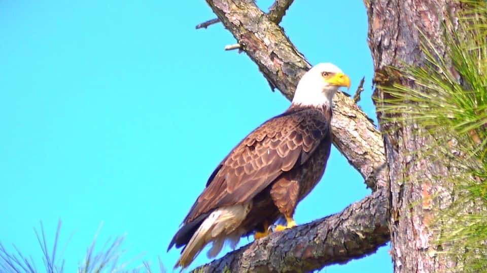Bald Eagle in Pensacola Bay, Florida.