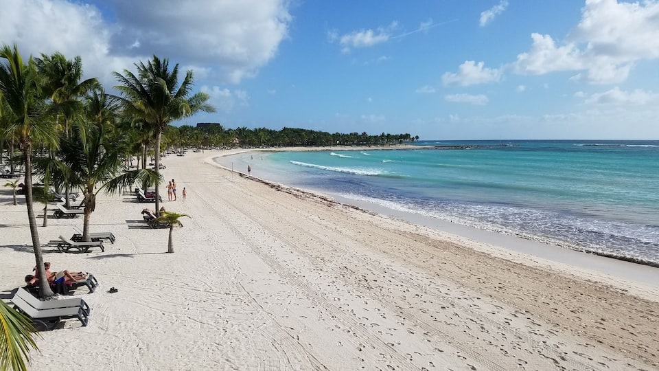 A sandy beach with palm trees, a clear blue sky, and calm ocean waves.
