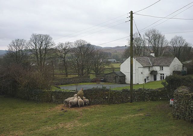 Sheep feeding at Scarr Head, Torver