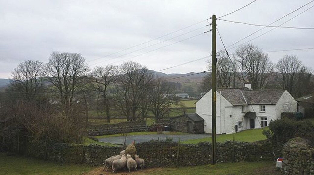 Sheep feeding at Scarr Head, Torver