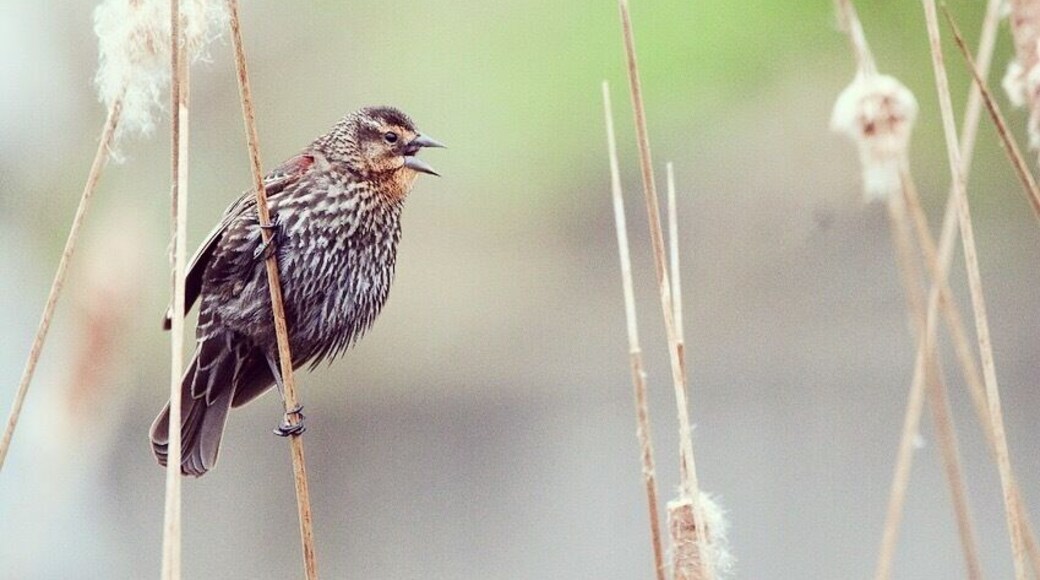 The best zoo experience I've ever had in my life!! Neat & clean!! Not so much crowd!! Calm & Peaceful!! Surprised with the animals and their health! 4 tigers đŻ 2 Lions đŠđ”đżđ«đđ·đđđđŠđŠ and much more!! First time saw the kangaroo with joey! You can find so many species of birds as well!!
