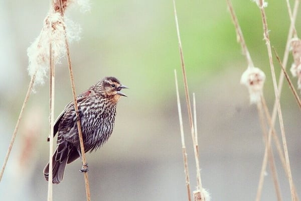 The best zoo experience I've ever had in my life!! Neat & clean!! Not so much crowd!! Calm & Peaceful!! Surprised with the animals and their health! 4 tigers 🐯 2 Lions 🦁🐵🐿🐫🐗🐷🐑🐈🐆🦉🦍 and much more!! First time saw the kangaroo with joey! You can find so many species of birds as well!!