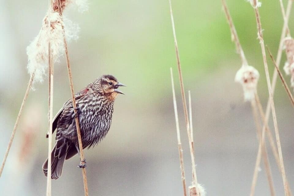 Un oiseau était perché sur une plante.