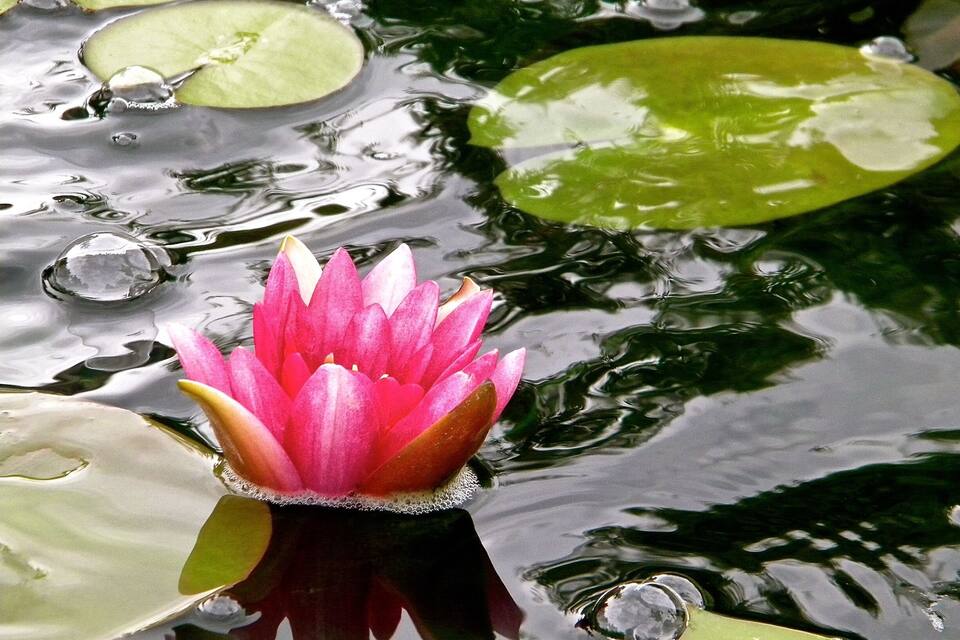 A pink water lily in a pond with green lily pads.