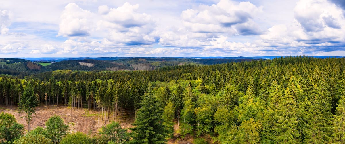 A dense forest with a clear sky.