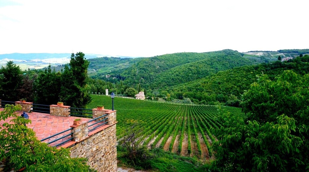 Whenever you're in Tuscany, you must go to the countryside and visit the beautiful wineries. This one in particular has over 300 hectares of grapes, olive trees and beehives.