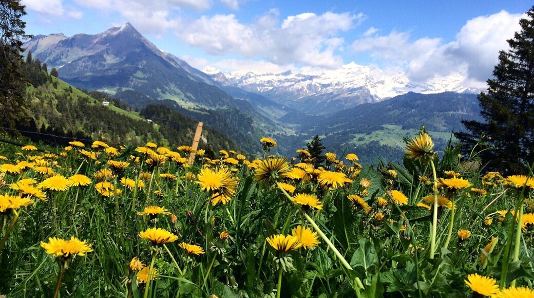 Gorgeous view from my bike ride
#leysin #switzerland #europe #wanderlust #thealps