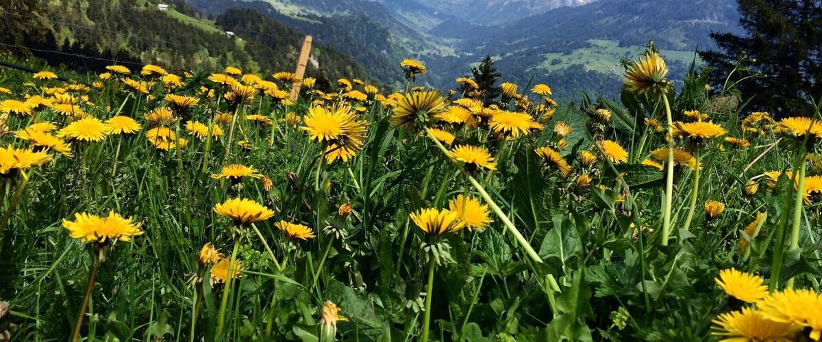 Gorgeous view from my bike ride
#leysin #switzerland #europe #wanderlust #thealps