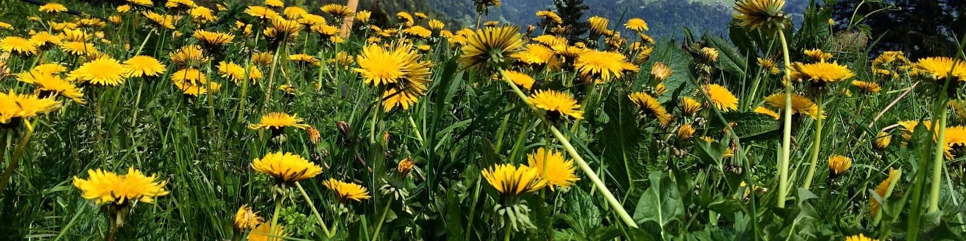Gorgeous view from my bike ride
#leysin #switzerland #europe #wanderlust #thealps
