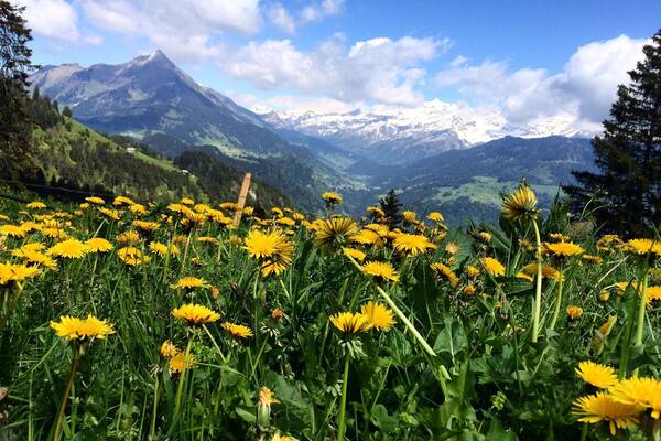 Gorgeous view from my bike ride
#leysin #switzerland #europe #wanderlust #thealps