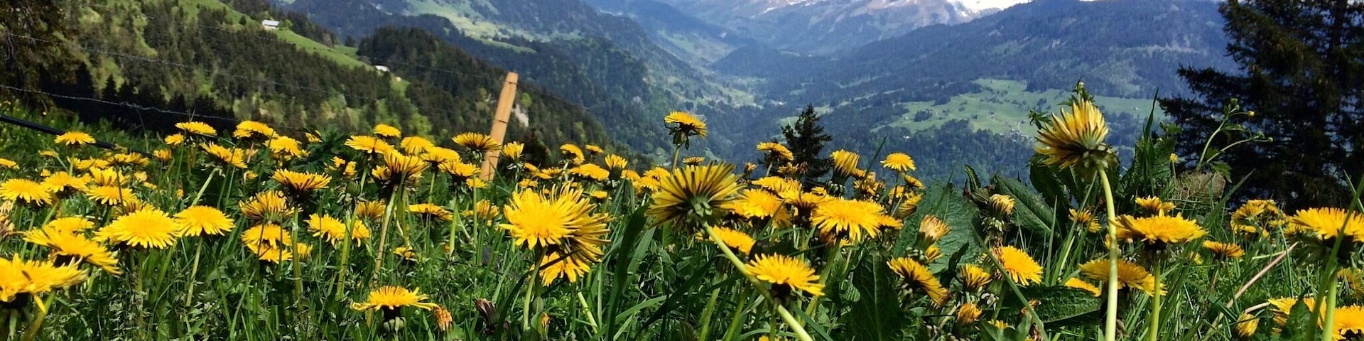 Gorgeous view from my bike ride
#leysin #switzerland #europe #wanderlust #thealps