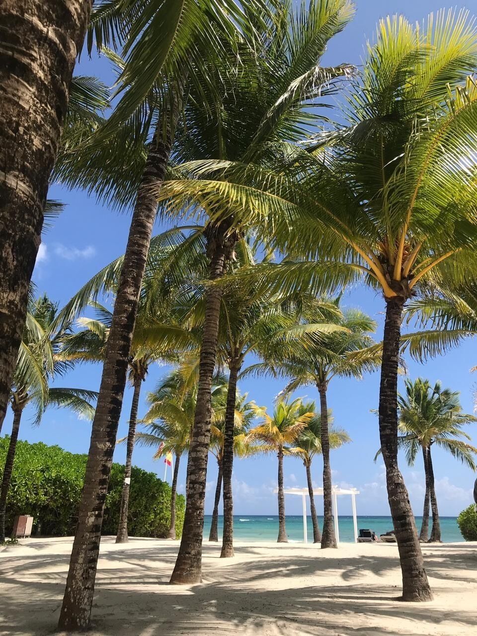 A beach with palm trees and a clear blue sky.